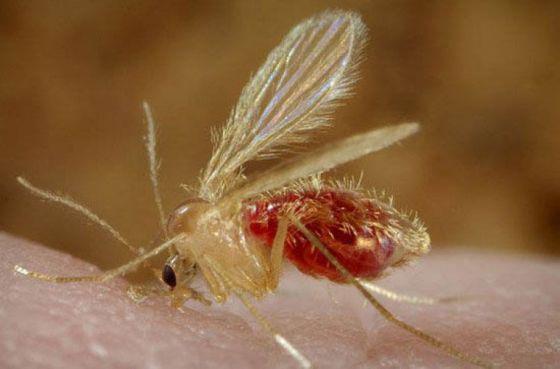 85357-las-leishmaniasis-son-enfermedades-endemicas-que-afectan-al-noroeste-argentino