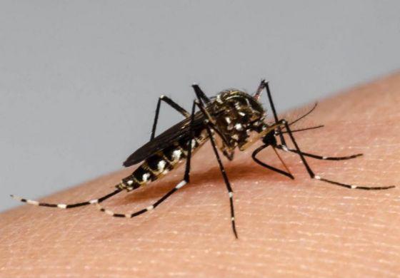 mosquito dengue