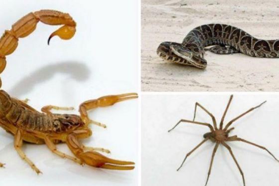 79397-las-altas-temperaturas-son-propicias-para-la-aparicion-de-alacranes-aranias-y-serpientes