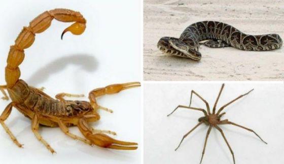 bichos