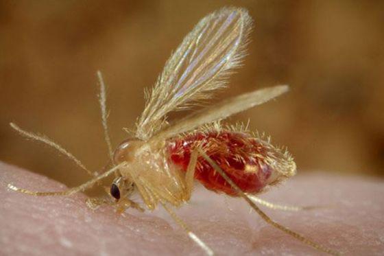 79732-las-leishmaniasis-son-enfermedades-endemicas-que-afectan-al-noroeste-argentino
