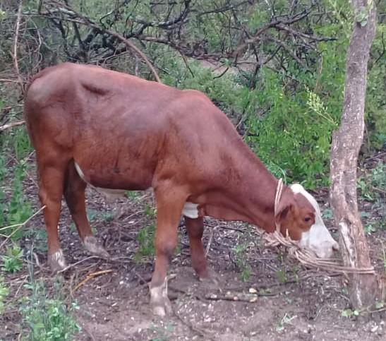 vaca