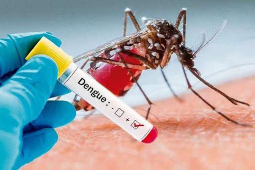 dengue