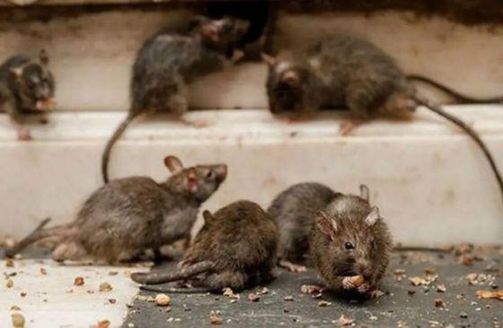 92694-salud-publica-recuerda-medidas-para-prevenir-infeccion-por-hantavirus