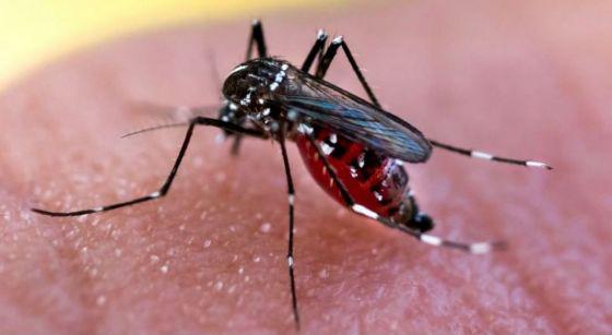 mosquito de dengue
