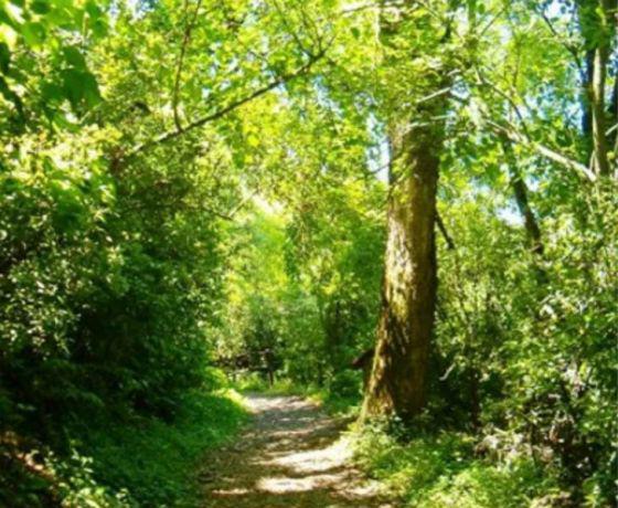 bosques nativos