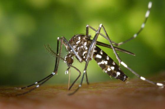 79037-no-se-registran-casos-de-dengue-zika-y-chikungunya-en-la-provincia