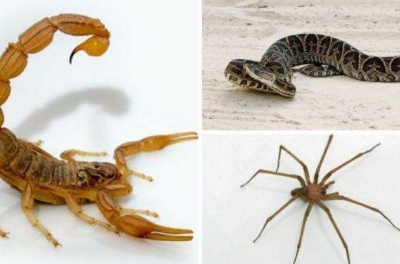 alacranes