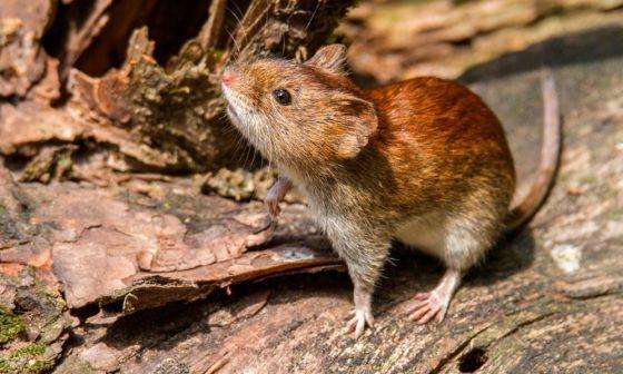 raton