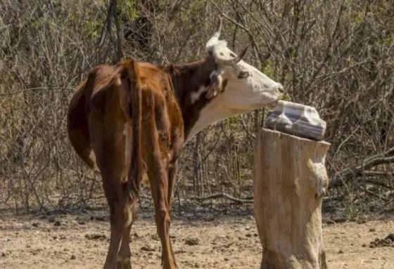 87849-el-gobierno-declaro-la-emergencia-agropecuaria-para-el-sector-ganadero-20230210205921