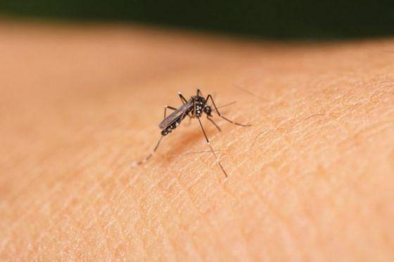 78662-aconsejan-fortalecer-las-medidas-preventivas-para-evitar-dengue-zika-y-chikungunya