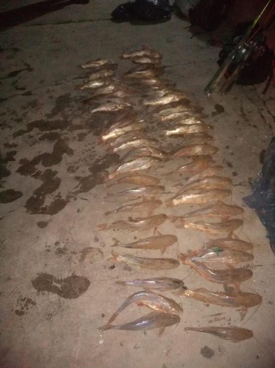 piexas secuestradas en el dique