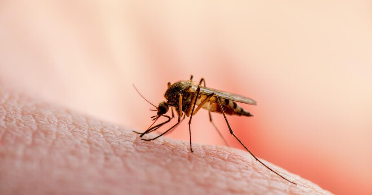 dengue-prevencion