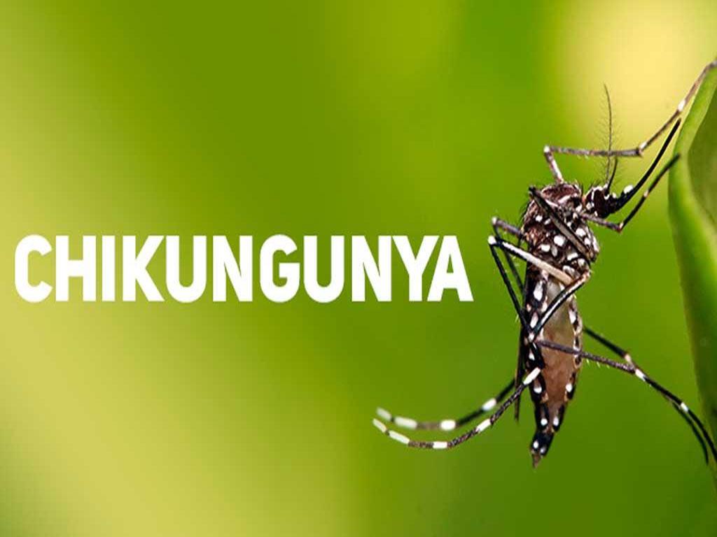chikungunya