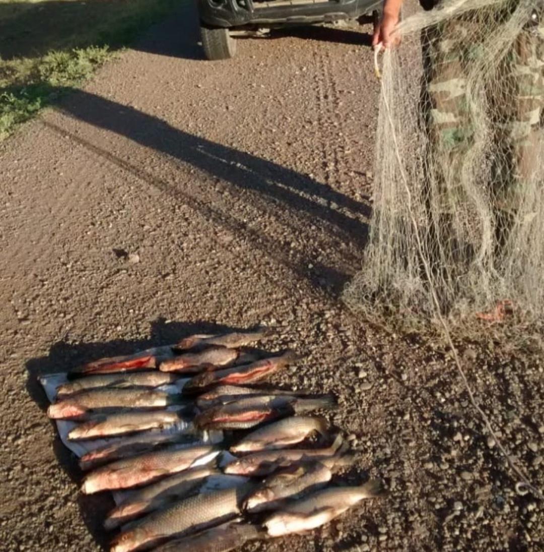peces