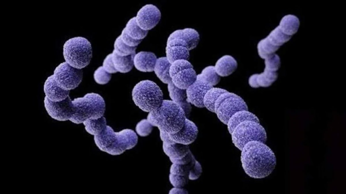 Streptococcus-pyogenes