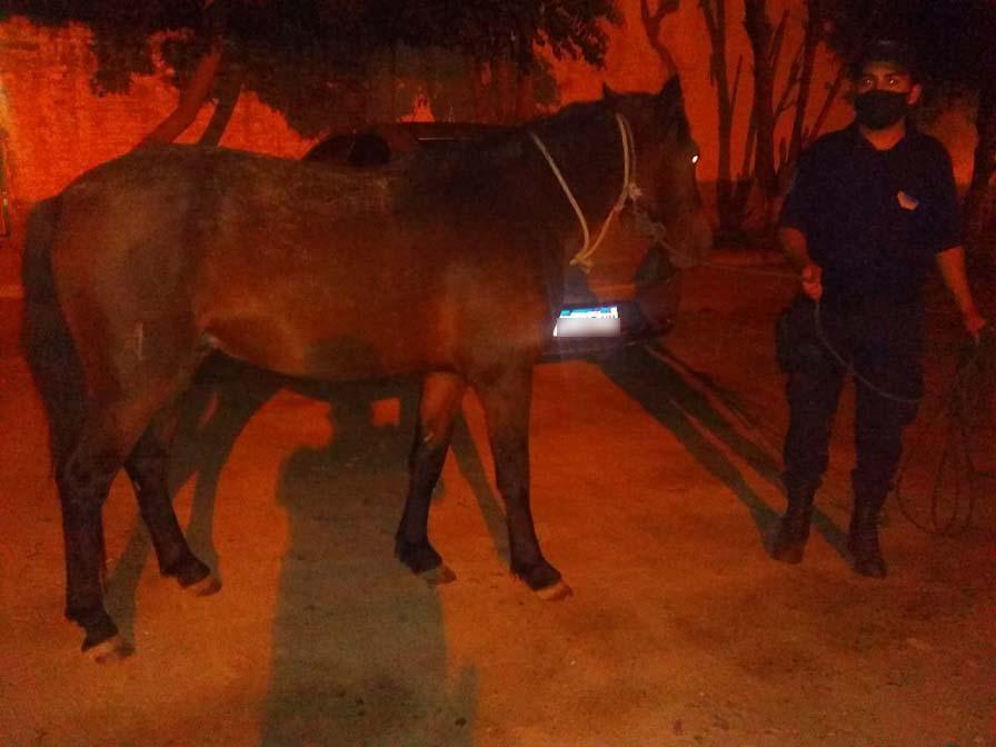 secuestro de animales
