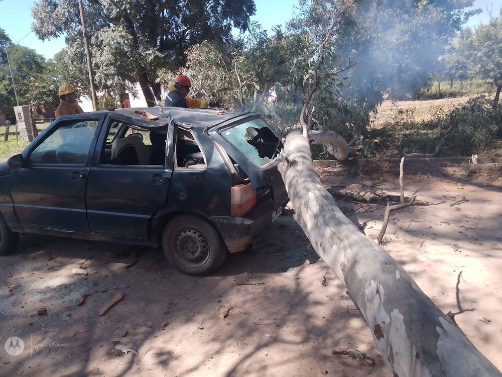 arbol caido metan viejo