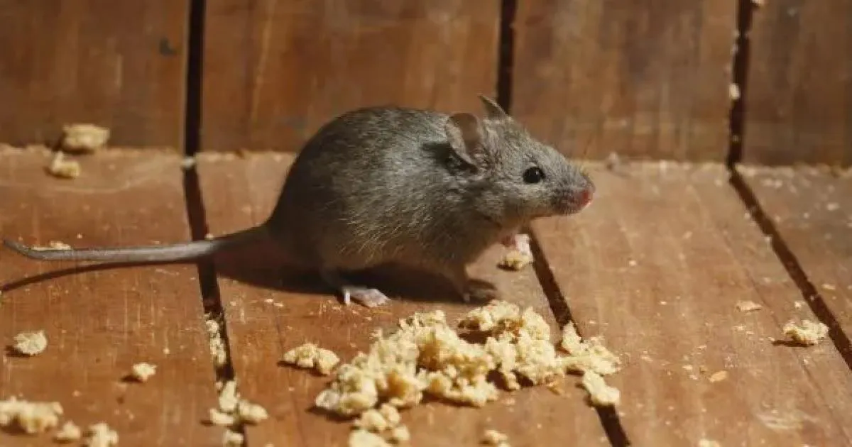 multimedia.normal.adfe1a0626cc9862.bm9ybWFsLndlYnA=