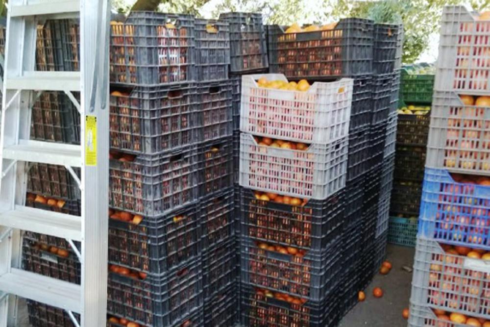 naranjas