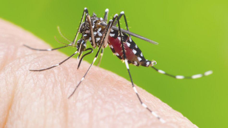 mosquito-dengue-20200401-933566