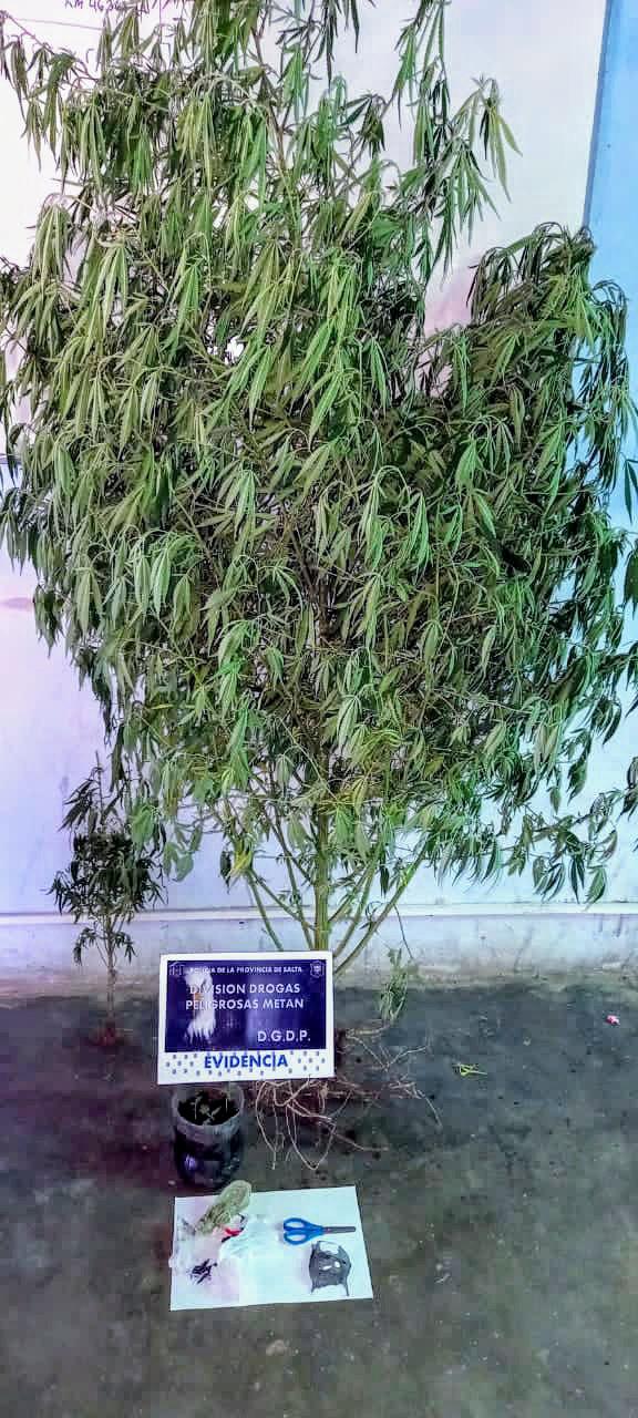 plantas de marihuana
