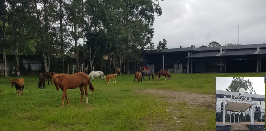 caballos en lef