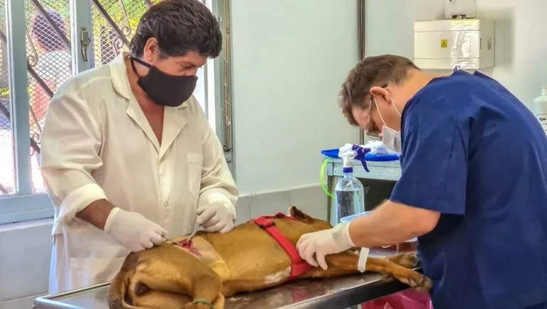 castraciones-animales-quirofano-movil-neuquen