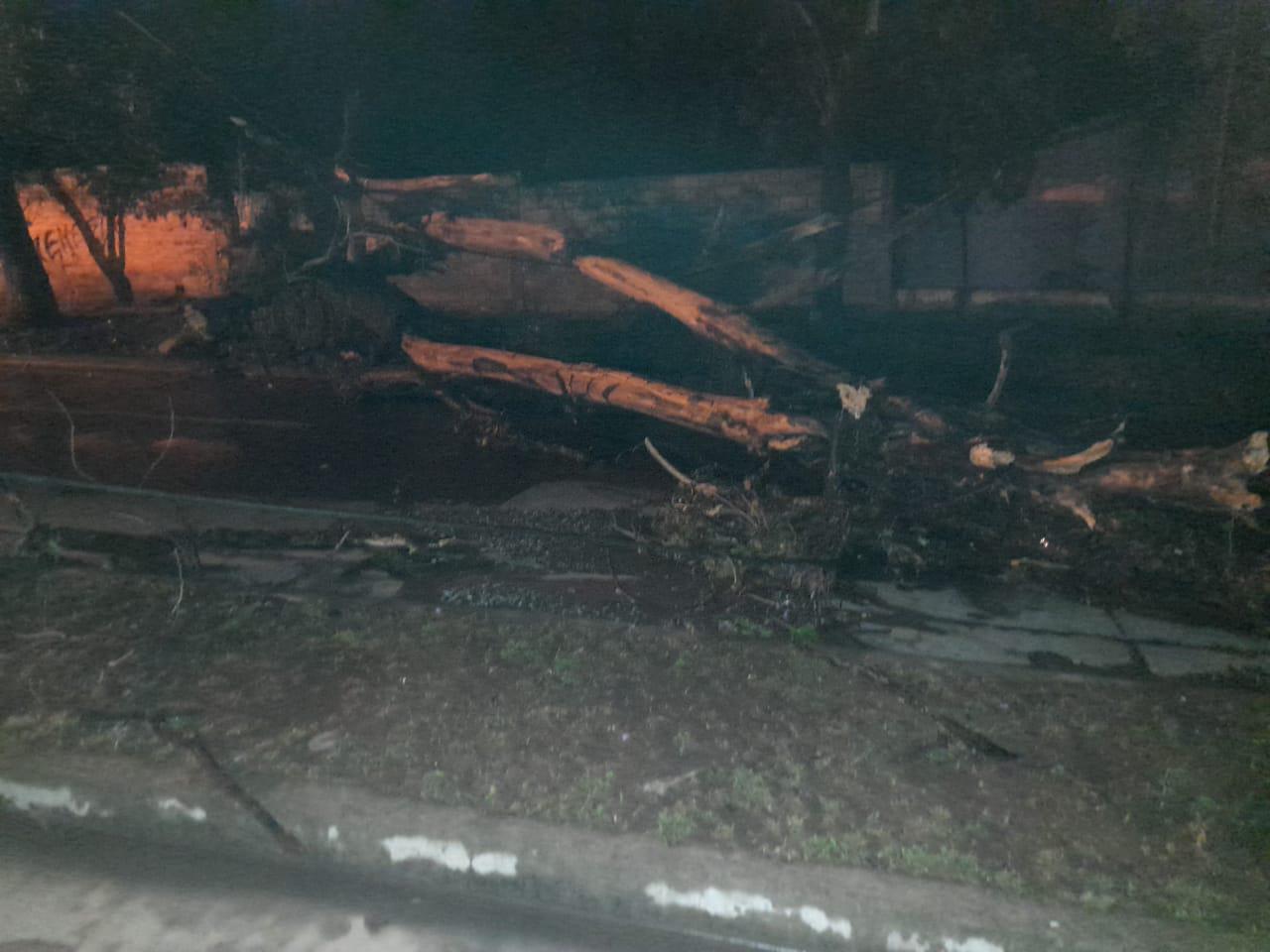 arbol
