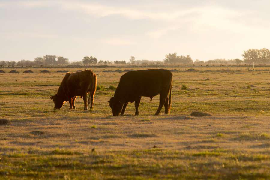 vacas