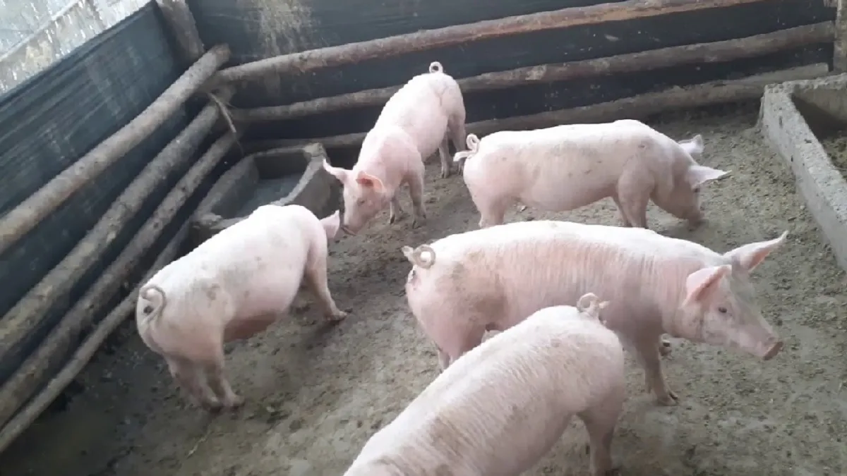 multimedia.normal.8c6b73b4d2807e29.Q2Fzb3MgZGUgQWJpZ2VhdG8gZW4gUm9zYXJpb19ub3JtYWwud2VicA==