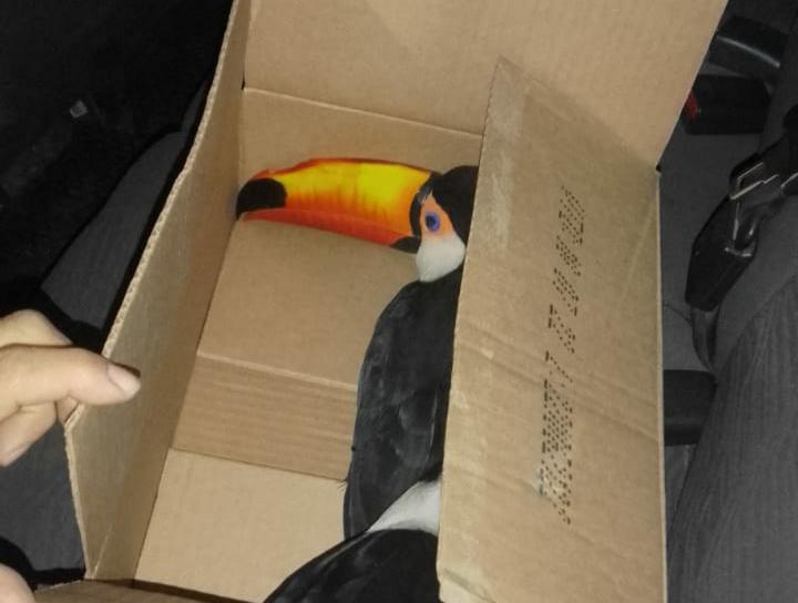 tucan herido