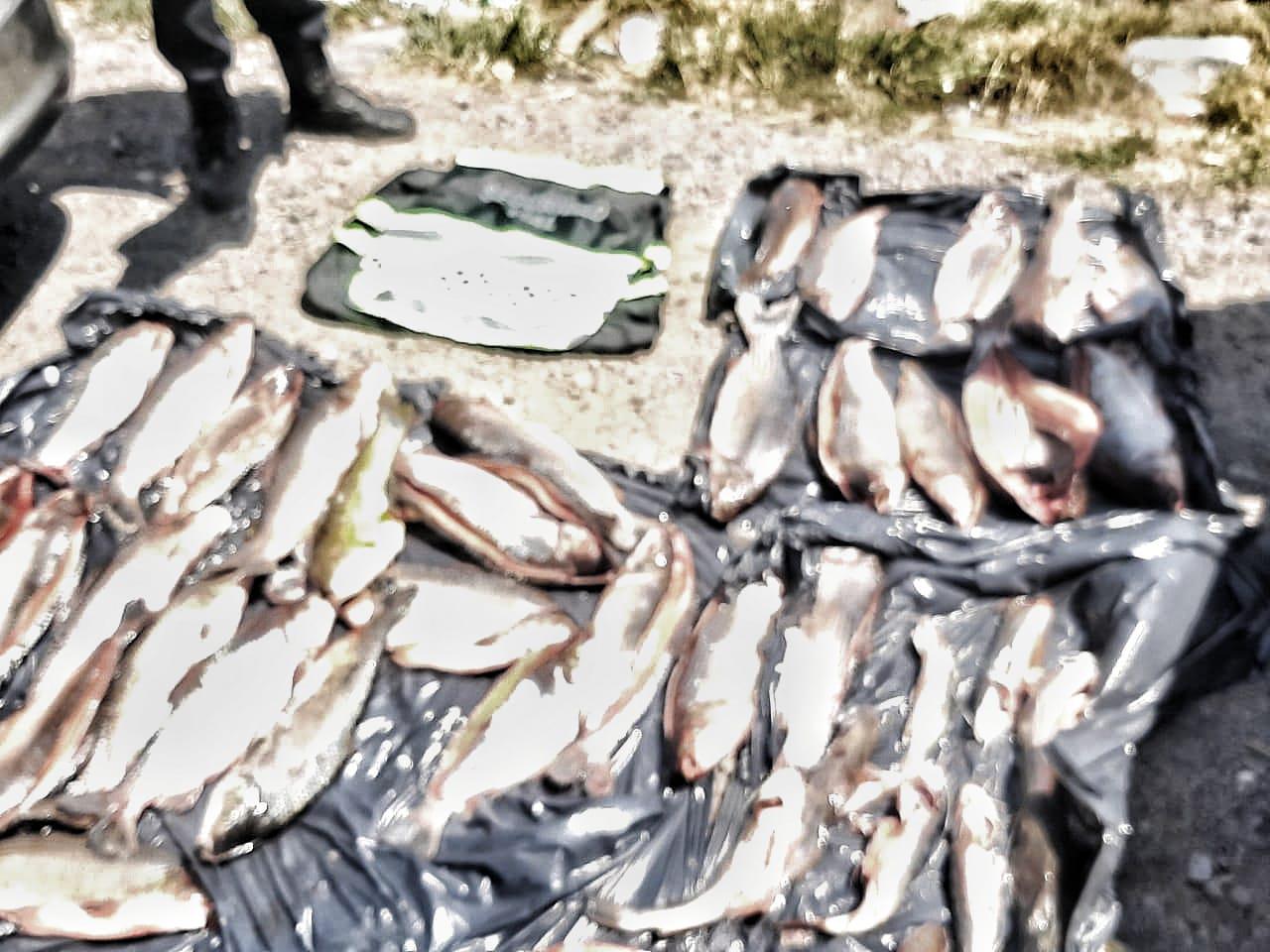 peces