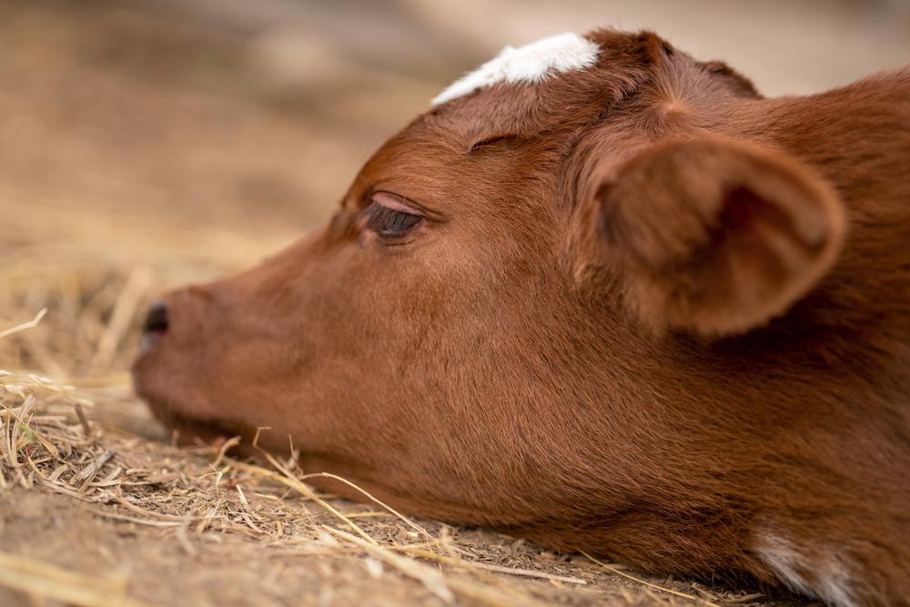 como-detectar-a-tristeza-bovina