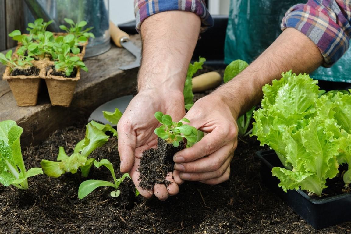 HUERTA FAMILIAR