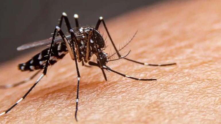 dengue-1-3