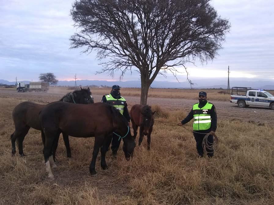 caballos anta