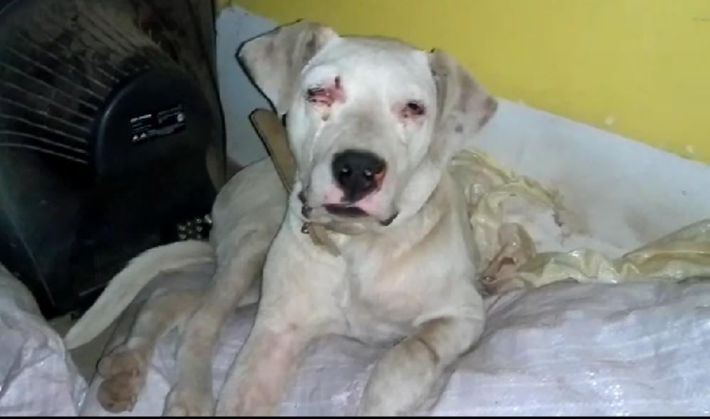 perro