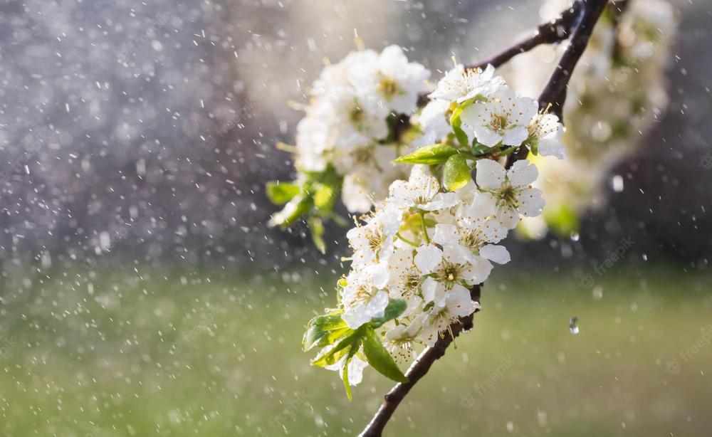 lluvia-primavera-jardin-flores-blancas-ciruela-cereza-lluvia-dia-primavera-enfoque-suave-dof-superficial_173948-3185