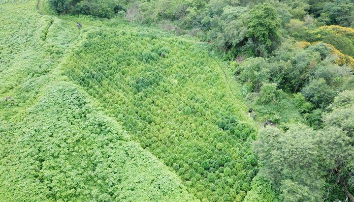 plantación de marihuana