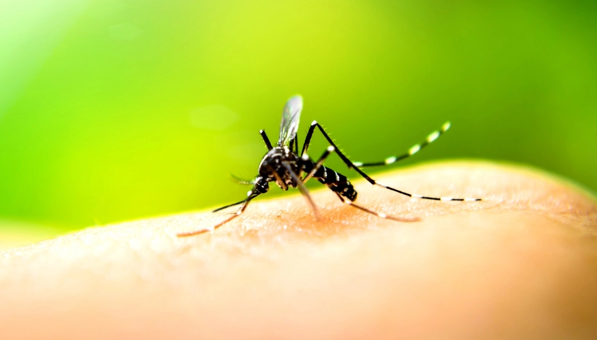 20230216142450_mosquito-dengue-1920