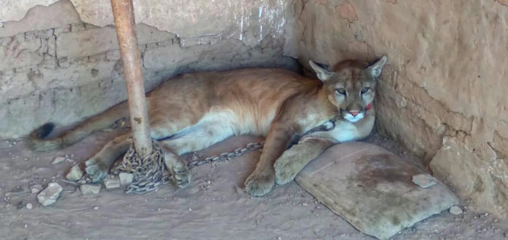 puma rescatado