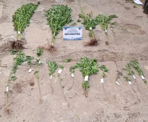 WhatsApp-Image-2024-11-24-at-12.27.13-PM-1-300x248