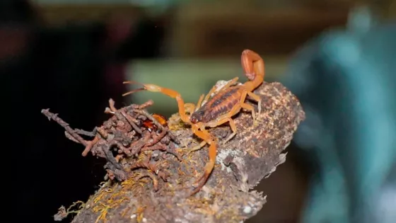 99537-mas-de-600-casos-de-alacranismo-en-la-provincia