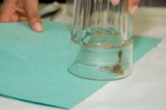 92750-campania-de-captura-de-alacranes-para-elaboracion-de-suero-antiescorpionico