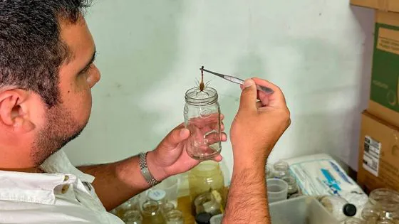 98349-inicio-la-campania-de-recepcion-de-alacranes-para-elaboracion-de-suero-antiescorpionico