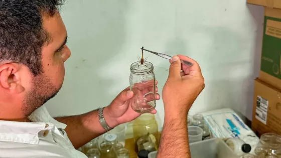 98758-continua-la-recepcion-de-alacranes-vivos-para-producir-suero-antiescorpionico