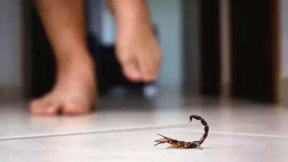 99538-que-se-debe-hacer-ante-la-picadura-de-un-alacran