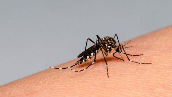 mosquito dengue 2