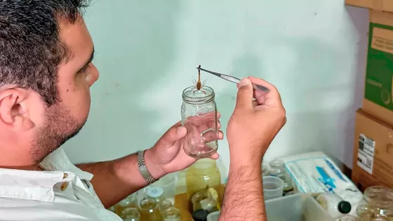 105366-salta-envio-al-instituto-malbran-75-alacranes-para-la-elaboracion-de-antidoto